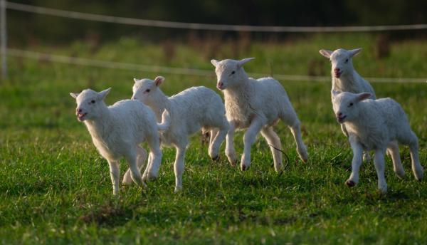 Cattle and Sheep