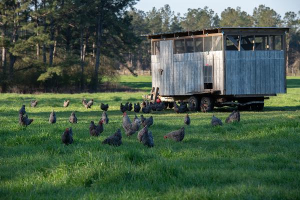 Chickens