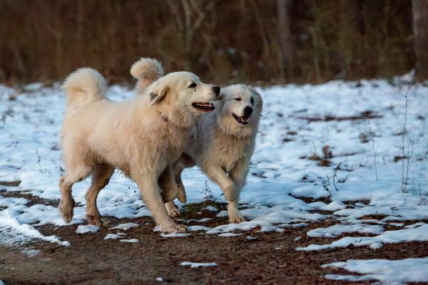 Dogs