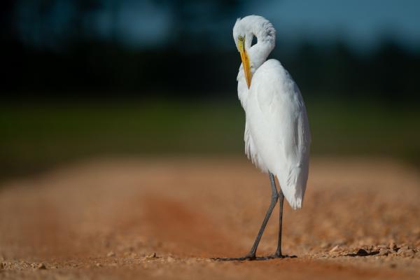 Wildlife